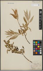Foto von Salix alba L. x Salix fragilis L.